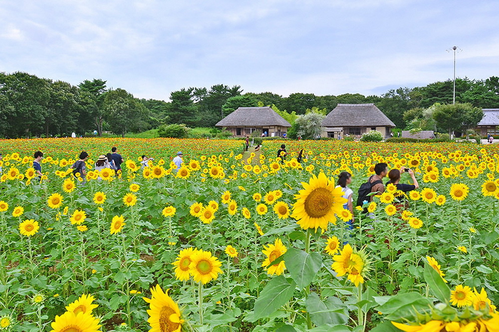 Công viên Hitachi Seaside