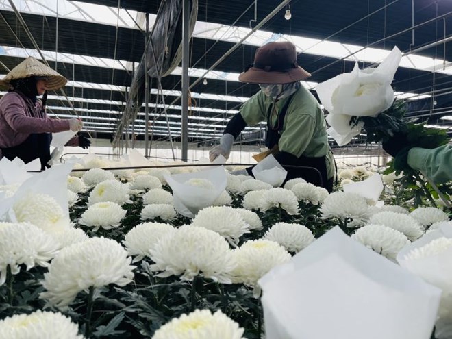 El mercado de flores en Da Lat está tranquilo