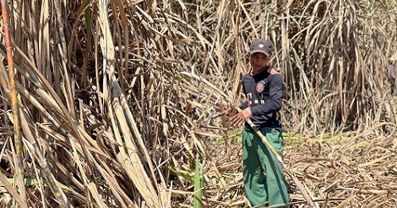 Sugar factory commits to buy all sugarcane from farmers in Kon Tum city