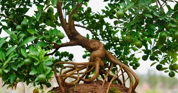 El árbol de kumquat 'escapa de la inundación' y está listo para ser plantado en maceta para servir a los clientes durante el Año Nuevo Lunar