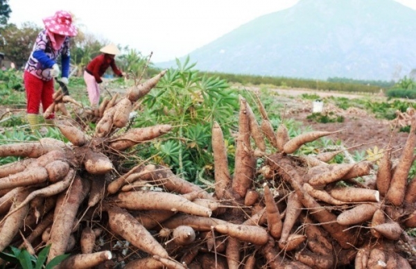 Las exportaciones de yuca y productos derivados alcanzaron más de 950 millones de dólares y China sigue siendo el principal mercado consumidor.