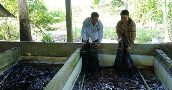 L'élevage d'anguilles sans boue, une spécialité dont le prix augmente bien à Kien Giang, pourquoi le vendeur de graines d'anguilles dit-il cela ?