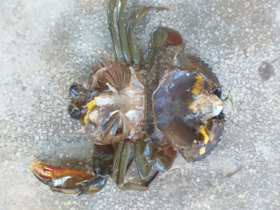 カニは甲殻類の寄生虫感染で死ぬ