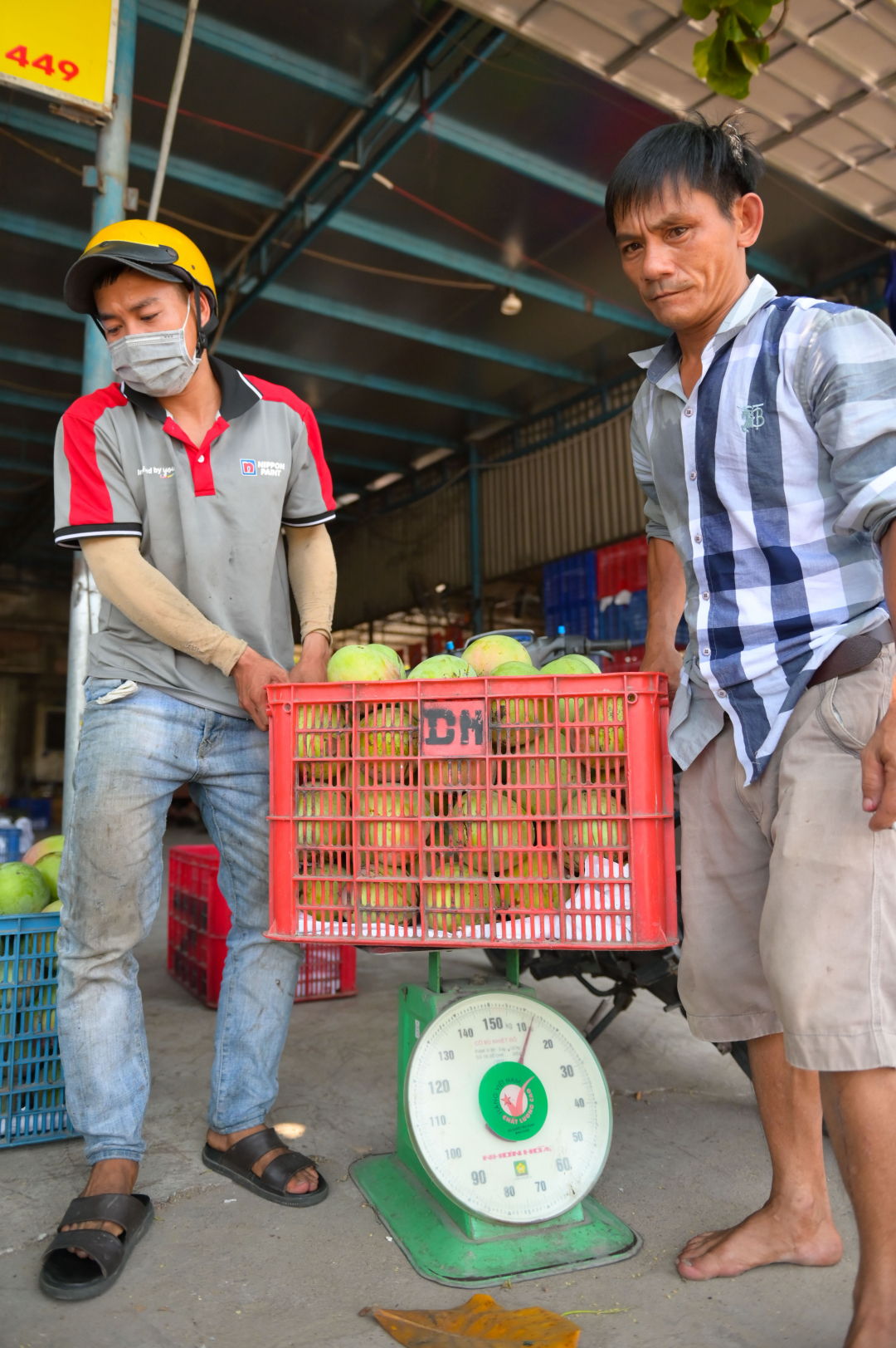 The gardeners' shipments are continuously brought to sell to mango warehouses.