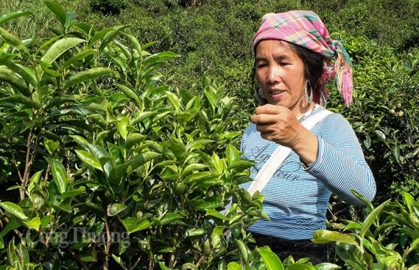 Vietnam es el 23º mayor proveedor de té del mercado del Reino Unido.