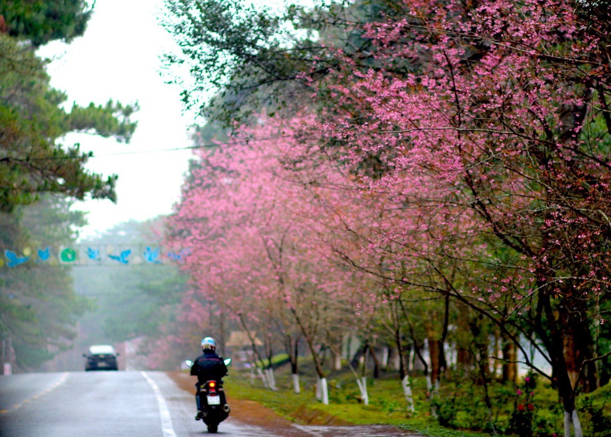 Admiring cherry blossoms 'dying' the whole town of Mang Den in pink photo 3