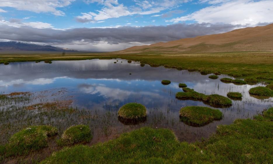 China ist weltweit führend bei der Fläche künstlicher Wälder