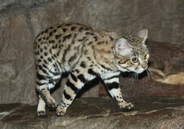 世界最大の野生ネコ科動物の迫力に圧倒される - 2