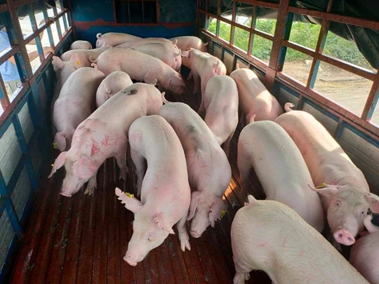 Pig price on November 27, 2024: Mixed fluctuations in the North