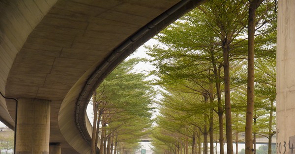 Las calles de Hanoi son increíblemente hermosas bajo las hileras de árboles banianos de hojas pequeñas.