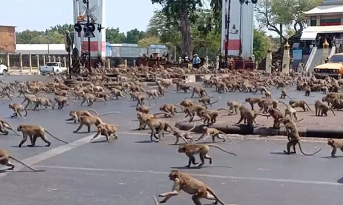 Lo ngại thành phố du lịch Thái Lan thành 'thị trấn ma' vì đàn khỉ