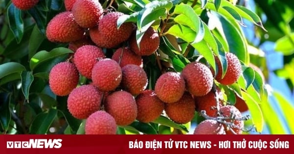 Les litchis vietnamiens « prennent l’avion » vers le monde entier