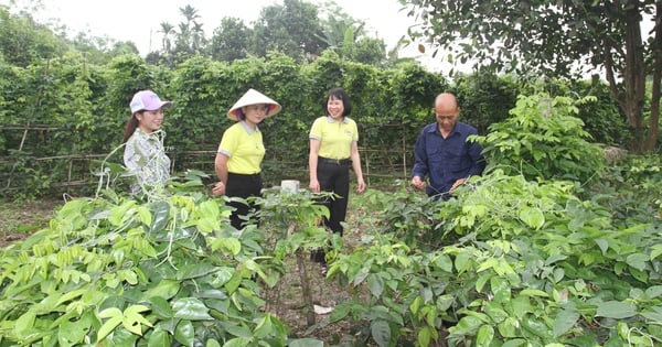 Sản xuất nông nghiệp tuần hoàn giúp giảm chi phí và ô nhiễm môi trường