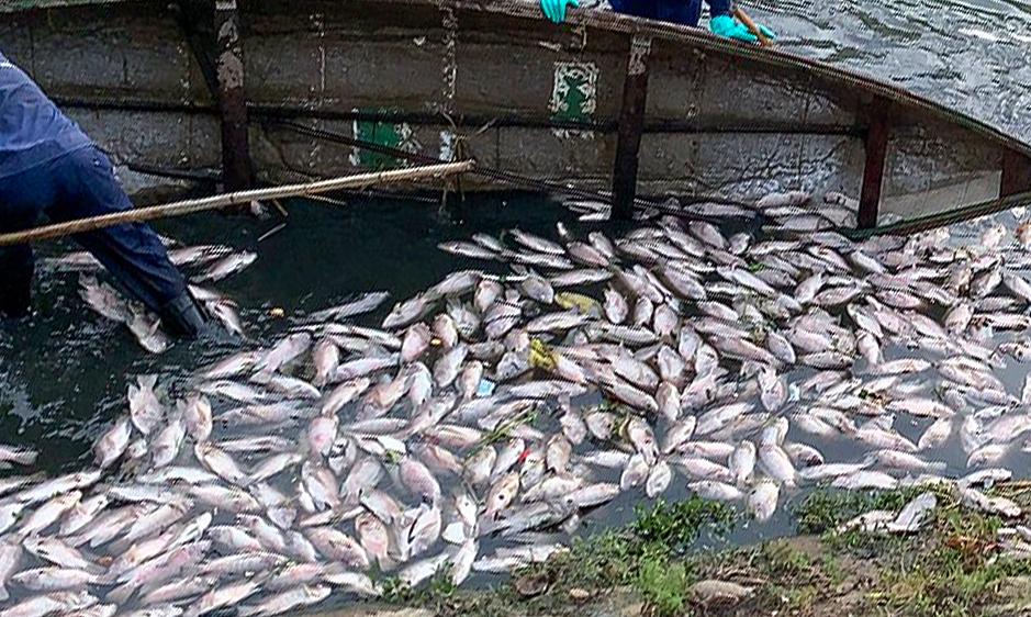 Tons of fish died after the first rain of the season