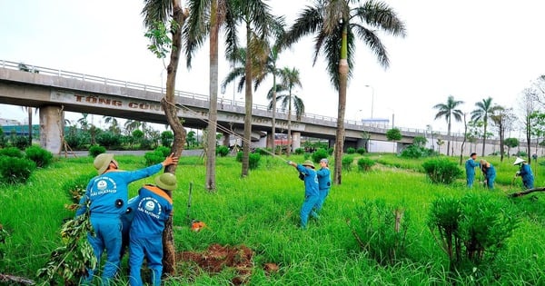 Chống dựng, phun dinh dưỡng để phục hồi cây xanh gãy đổ sau bão