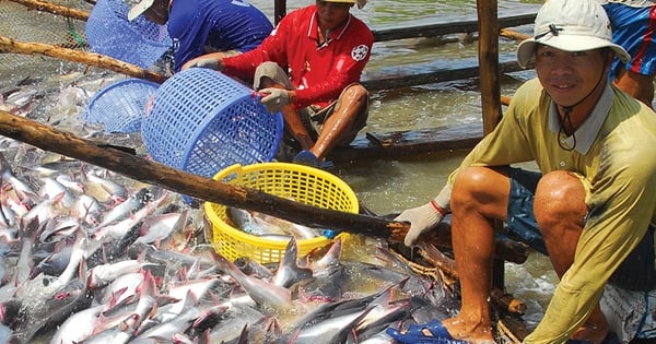 ប្រទេសវៀតណាមគឺជាប្រភពតែមួយគត់នៃត្រីដែលជាប់ចំណាត់ថ្នាក់ទី 4 នៅលើម៉ឺនុយត្រីសដែលពេញនិយមរបស់ប្រទេសចិន។