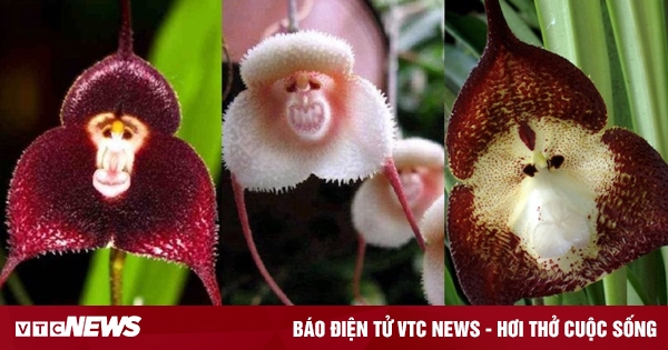 10 tipos de orquídeas cara de mono que aún son muy raras