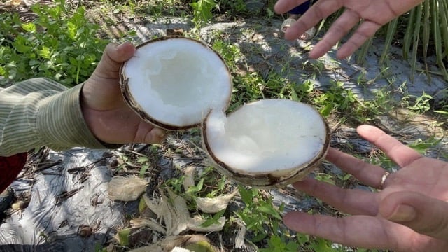 The first tissue cultured coconut tree to bear fruit