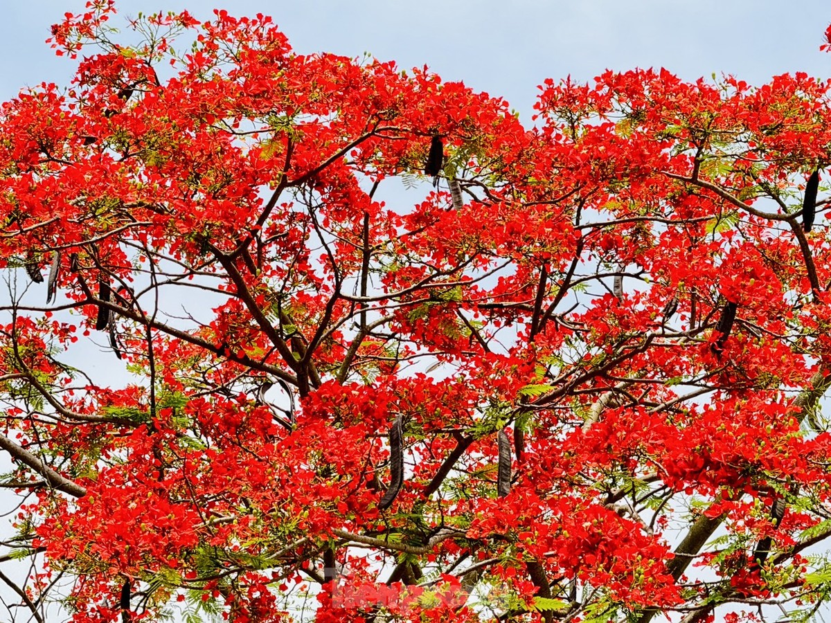 Les fleurs de phénix rouges « illuminent » les rues de Hanoï, photo 7