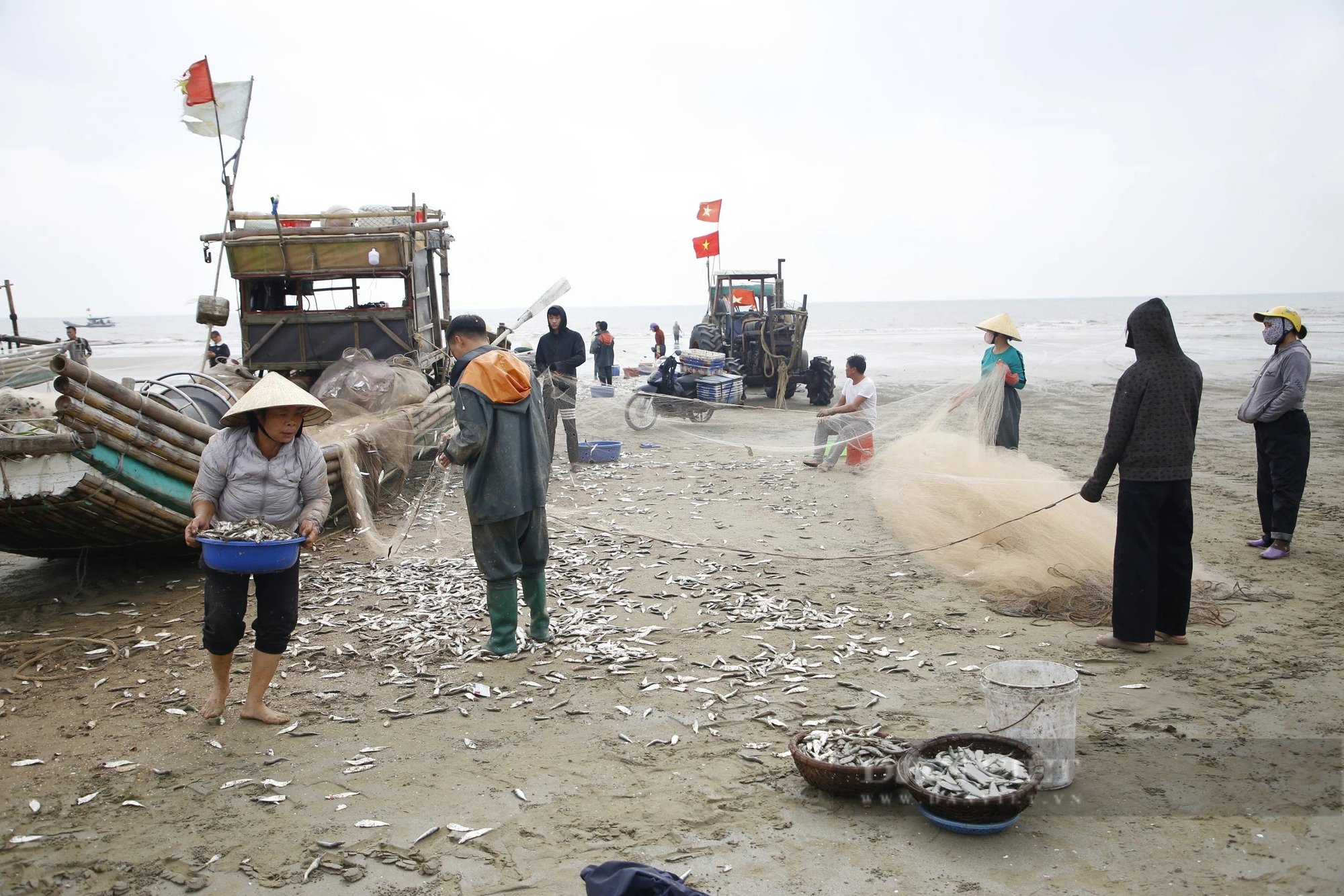 Tháng Giêng là tháng ăn chơi, nhưng ở một nơi của Thanh Hóa là tháng gỡ cá trích mỏi tay- Ảnh 2.