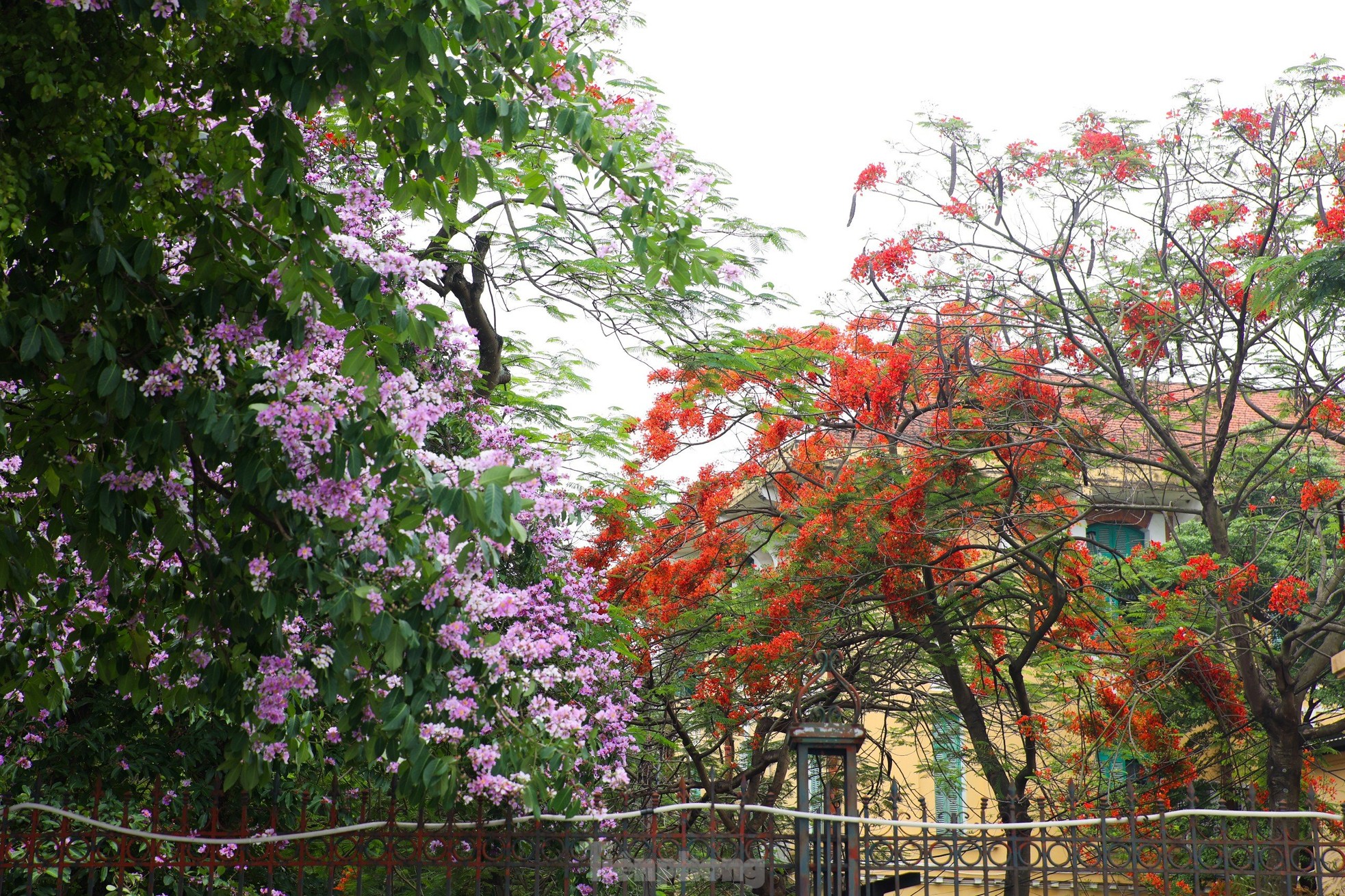 Les fleurs de phénix rouges « illuminent » les rues de Hanoï, photo 12