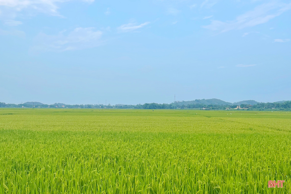 Ngút ngàn những đồng lúa “thẳng cánh cò bay” ở Hà Tĩnh