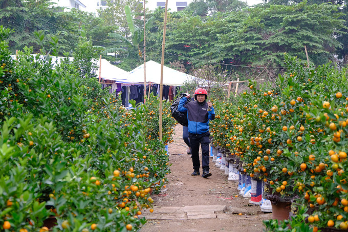 Một người đàn ông đang chọn cây quất về nhà tại một quầy hàng trên đường Lê Hồng Phong, quận Ngô Quyền, Hải Phòng, chiều 7/2. Ảnh: Quỳnh Nguyễn