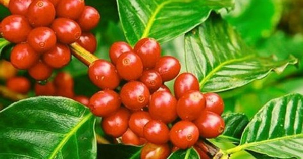 Coffee export prices hit 7-month peak