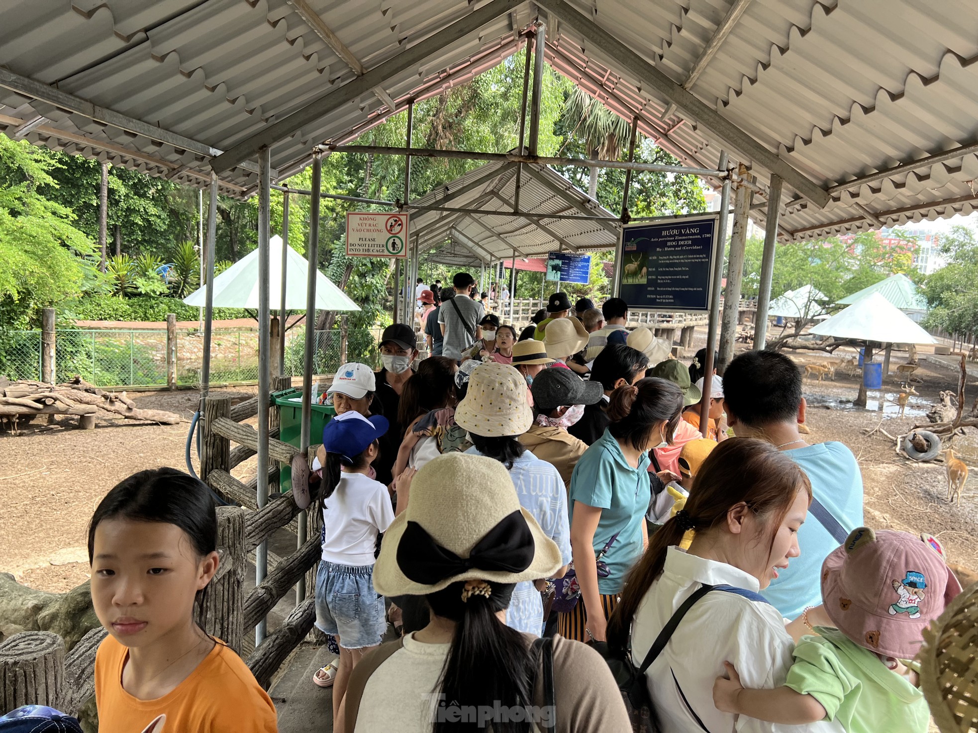 Visiting the Zoo, visitors were surprised to see hippos... brushing their teeth photo 10