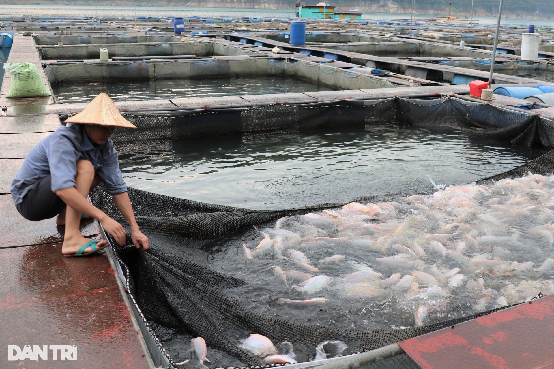 Sống lênh đênh giữa lòng hồ thủy điện - 8