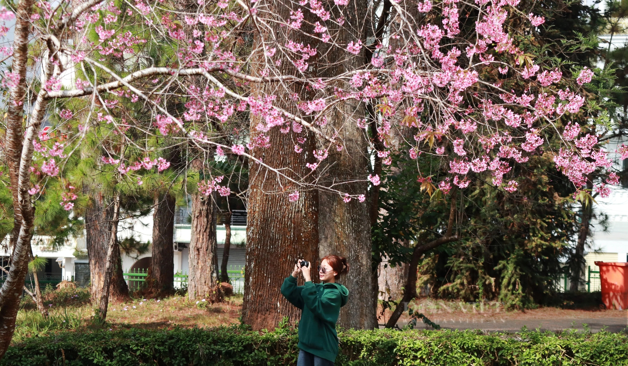 Hoa mai anh đào nở rực trong ngôi trường đại học rộng gần 40 hec-ta ở Đà Lạt- Ảnh 7.