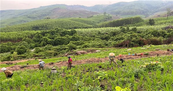 Khanh Vinh (Khanh Hoa): 사람들에게 토지와 산림 할당이 아직 예상만큼 이루어지지 않았습니다.