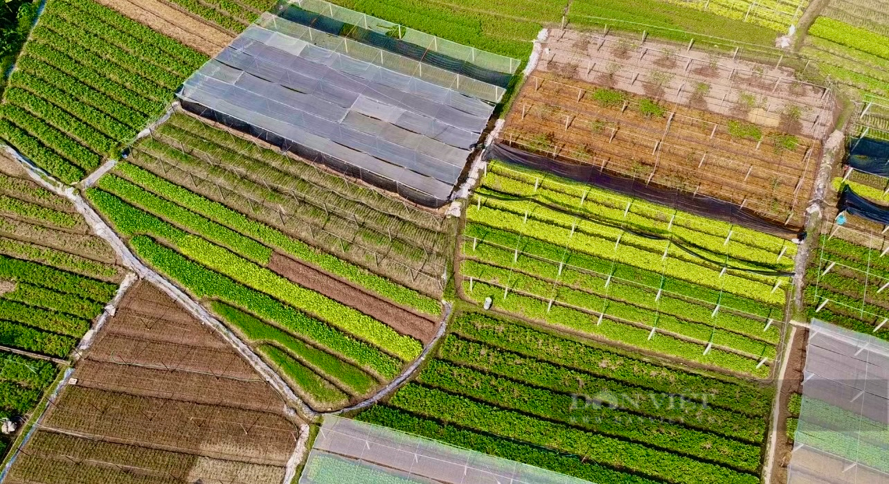 Ngắm cánh đồng chuyên canh rau an toàn của nông dân hợp tác xã tiêu biểu toàn quốc - Ảnh 3.