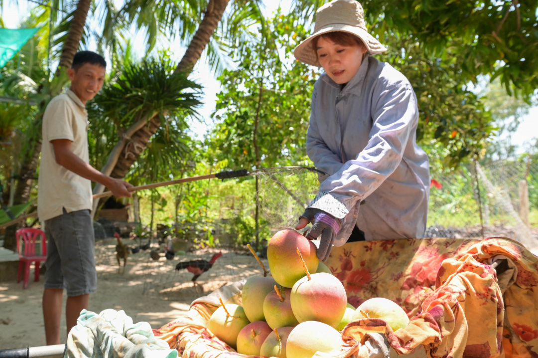 Mrs. Bui Chau's family harvests the last mangoes of the season to ship to customers who order online.