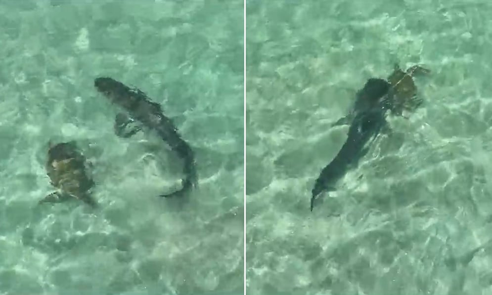 Tiger shark misses turtle hunt twice