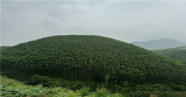 Son Duong (Tuyen Quang): 임업 개발, 지속 가능한 빈곤 감소에 기여