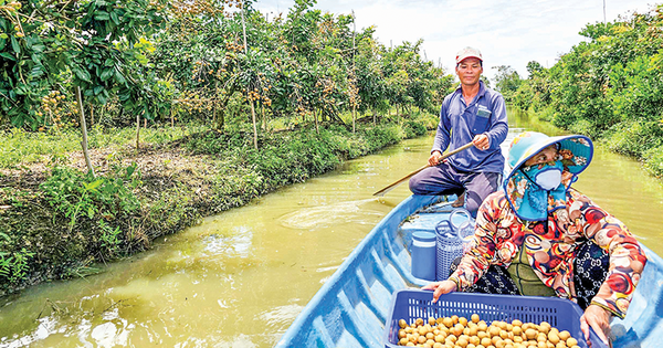 Le plus grand jardin de Can Tho cultive des longanes, des fruits délicieux. Ceux qui les cultivent reçoivent un salaire élevé.