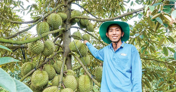 Biệt tài trồng sầu riêng của chàng thạc sĩ miền Tây, nghịch vụ mà trái đẻ chằng chịt khắp thân cây