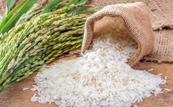 Les experts expliquent pourquoi les prix du paddy sont élevés et ceux du riz sont légèrement en baisse