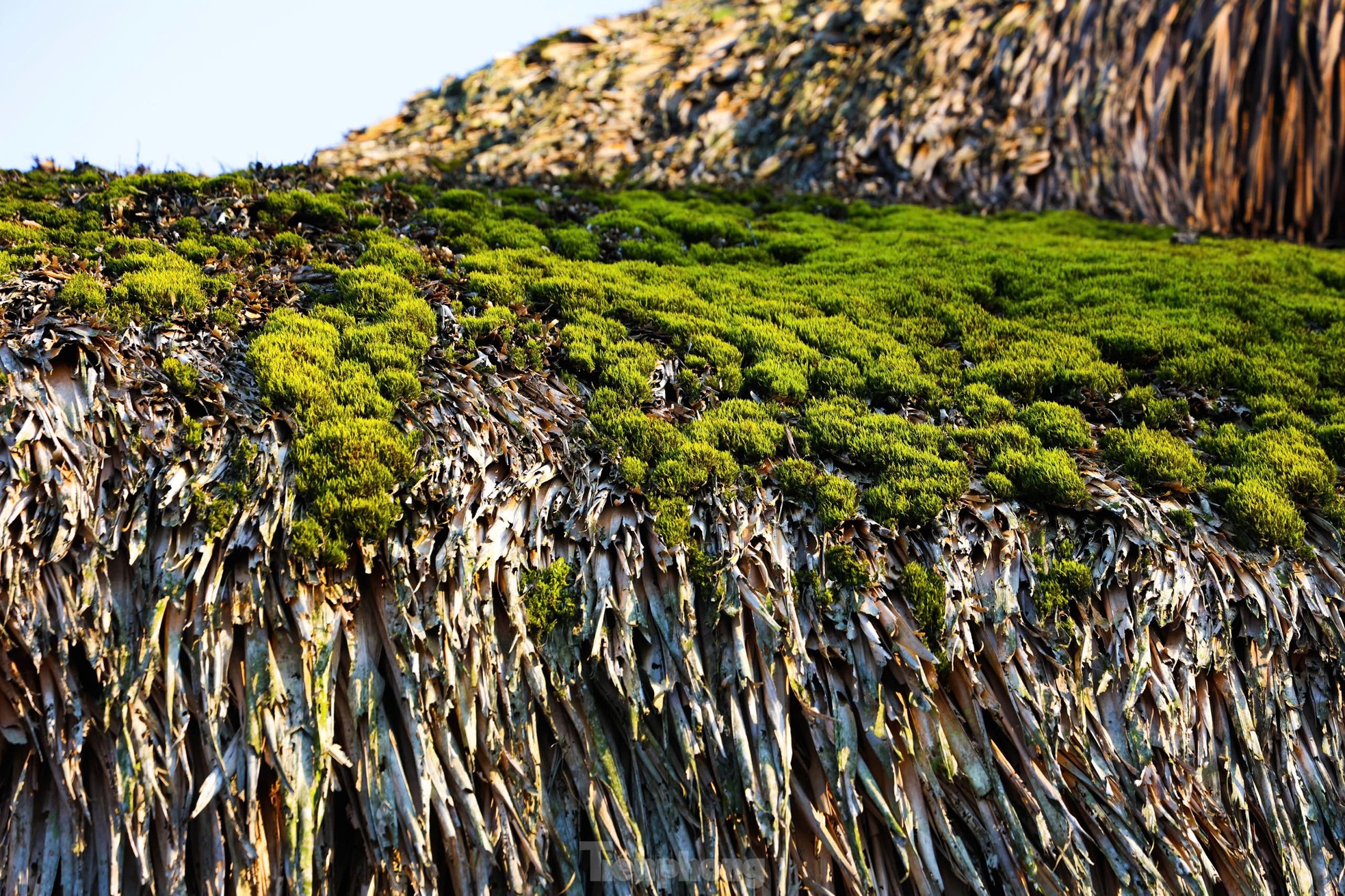 Rare, hard to find mossy roofs that can 'transform' photo 6