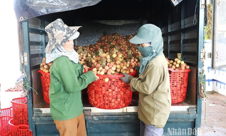 [Photo] Lychee harvest season in the Central Highlands photo 10