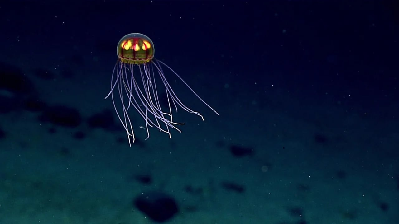 แมงกะพรุนเรืองแสงที่พบในมหาสมุทรลึกใกล้เกาะกวม (ภาพถ่าย: NOAA) true