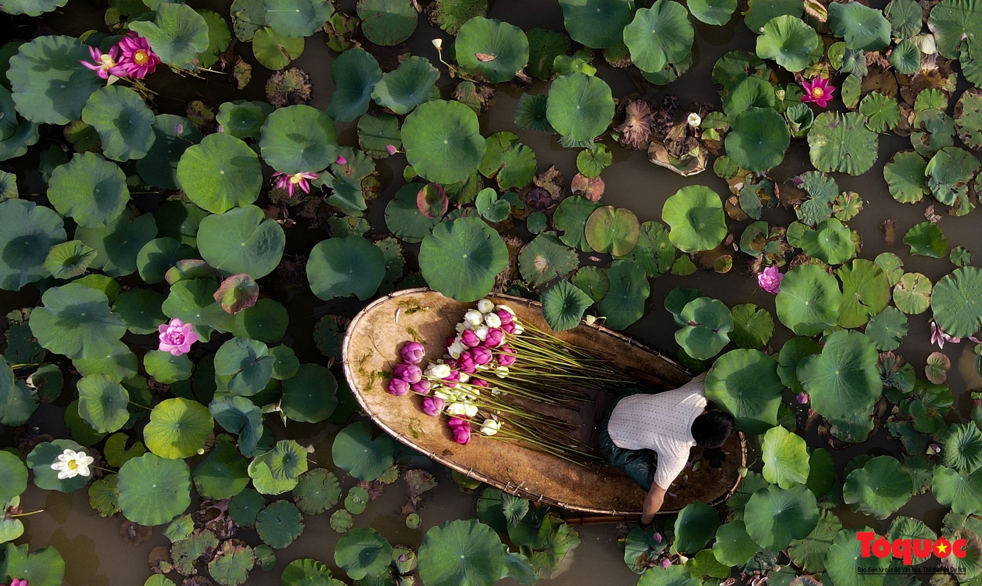 របៀបដែល Lotus Bach Diep ត្រូវបានស្ដារឡើងវិញនៅលើបឹងខាងលិច