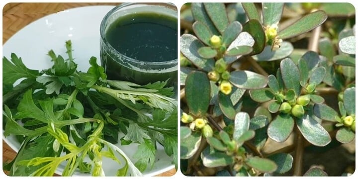 Mugwort, purslane... are wild vegetables used by traditional medicine practitioners as medicine.