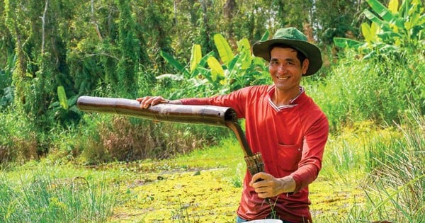 Durante la temporada de recolección de agua en el bosque de cajuput de Ca Mau, me sorprendió ver gente intentando atrapar peces de agua dulce, camarones gigantes y anguilas gigantes del bosque.