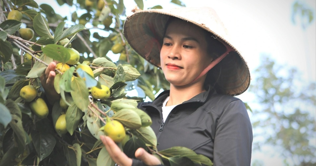 Trồng cây lấy bóng mát, bất ngờ lại có nguồn thu hàng trăm triệu đồng