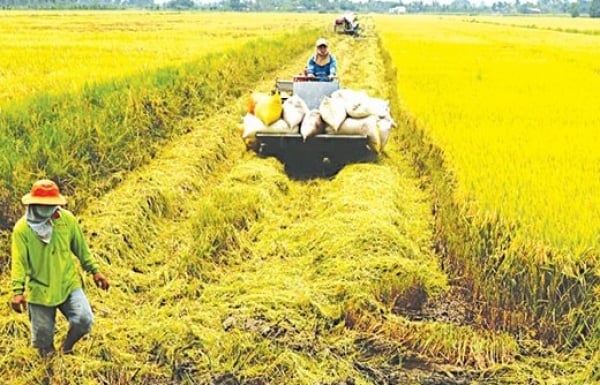 El mercado interno del arroz aumenta ligeramente, el precio del arroz de exportación disminuye