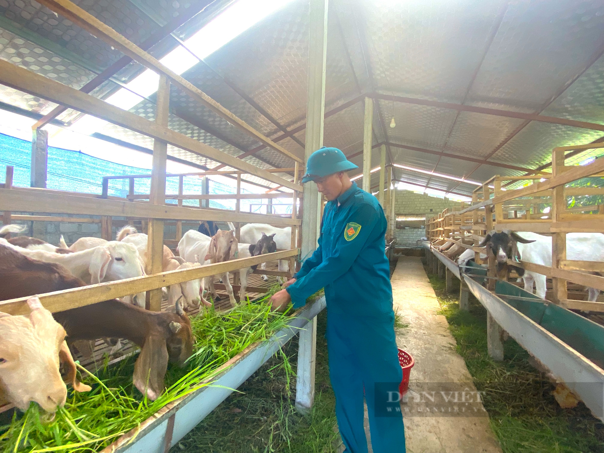 Nông dân Hà Tĩnh nuôi giống dê gì mà to, bự, thịt thơm ngon mà thu về tiền tỷ mỗi năm? - Ảnh 3.