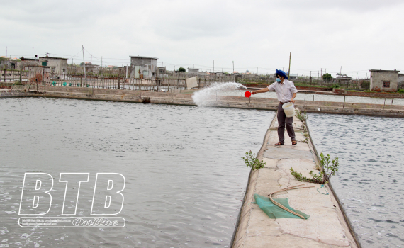 Tien Hai: Prevención y control de la enfermedad de la mancha blanca en el camarón