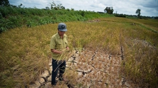 Water level in Mekong Delta is low